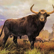 Aurok
