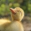 Small_Duck