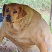 Top 10 minecraft songs