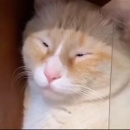 Ông bụt hiện lên và nói