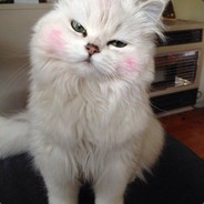 Meow