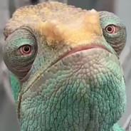 Melbo