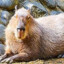 Capybara moiments