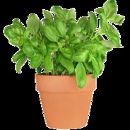 Basilic