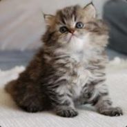 goas - steam id 76561197961880892