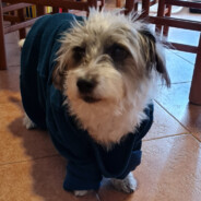 Andrea Olivieri 's avatar