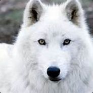 white wolf186 avatar