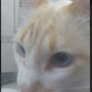 Não Para