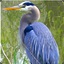 Blue Heron