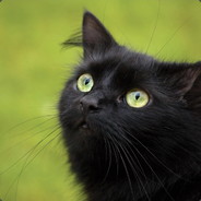 A Harmless Kitten