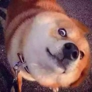 小样
