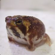 Plumpfrog