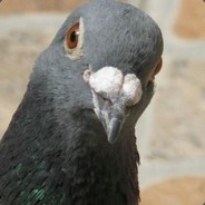 Pvt Pigeon