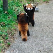 Red Panda