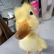 Quack avatar