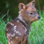 Pudú Asesino