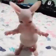 bingus
