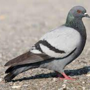 Pigeon