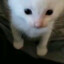 brandon