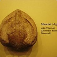 Megalodon