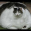 Fat Cat Enjoyer
