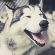 ❃ NT DOG ❃
