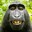 Group Avatar
