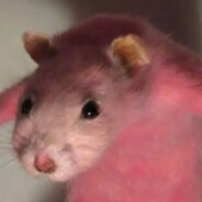 *Squeaks*