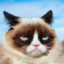 Grumpy Cat