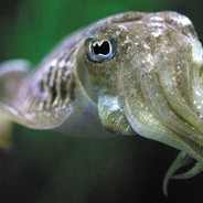 scuraball