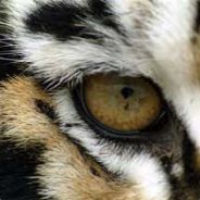 Tigerpaw