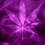 Purple Haze