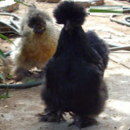 ZZ's Black Silkie chooks.
