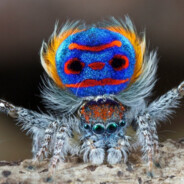 Tiny_Spider