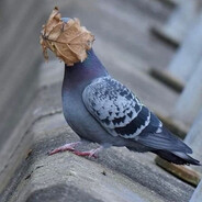 pigeon