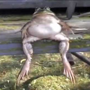 Diabetic Phrög