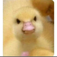 Filipwieloryp