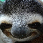 SlikSloth