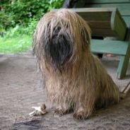 WetDog