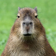 Capybara