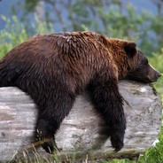 OldBear