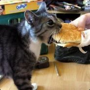 Cheeseburger!!
