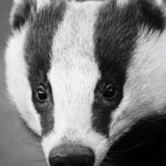 badger's Avatar