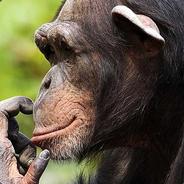 MrChimp's Avatar