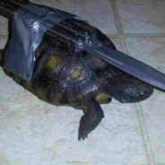 turtle with a knife