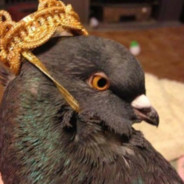Alpha Pigeon69