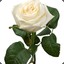 white rose