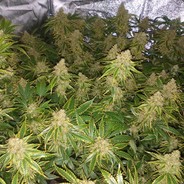 MrWeedSmoker187