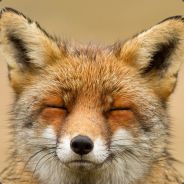 sly fox