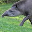 Big tapir